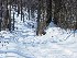 Trail
